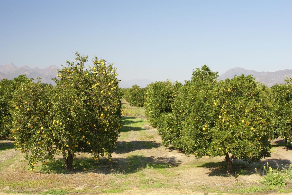 Citrus orchards in the Citrusdal valley with mountains behind
