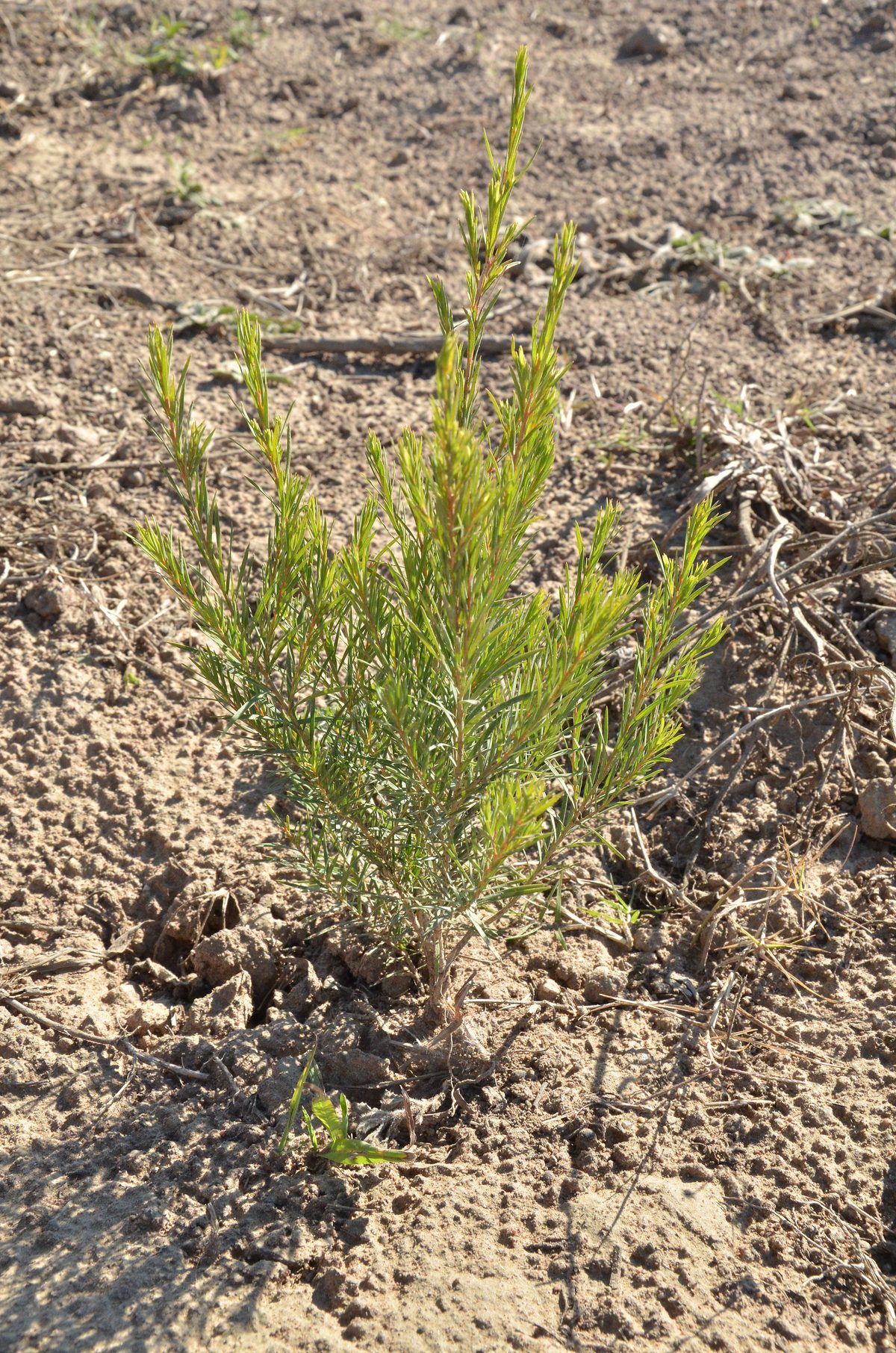 A cultivated rooibos bush, grey-green and needled, with small yellow flowers